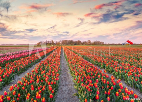 Picture of Colorful spring sunrise on the tulip farm near the Espel village